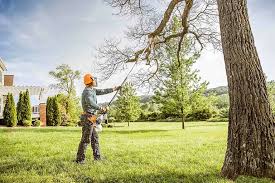 Best Tree Maintenance Programs  in New Brighton, PA