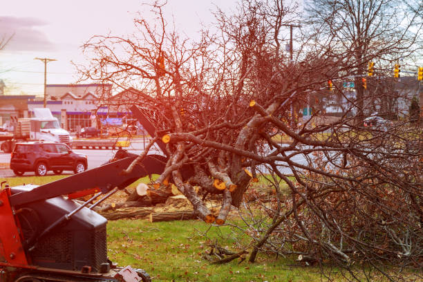 Best Hedge Trimming  in New Brighton, PA