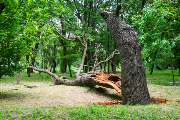 Trusted New Brighton, PA Tree Care Experts