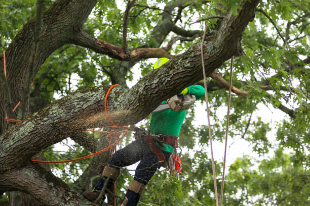 How Our Tree Care Process Works  in  New Brighton, PA