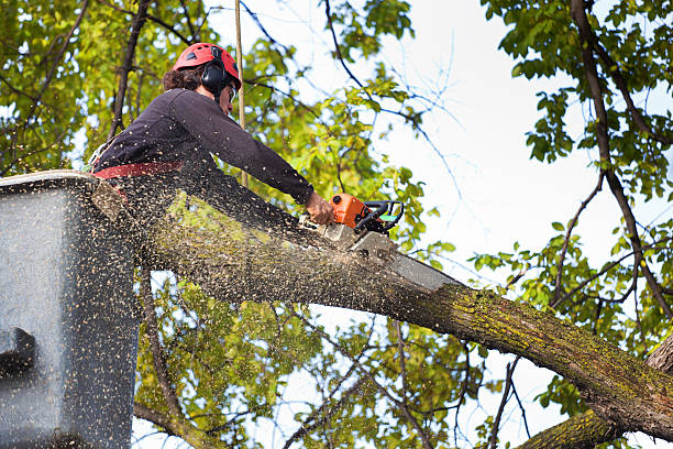 Best Tree Risk Assessment  in New Brighton, PA